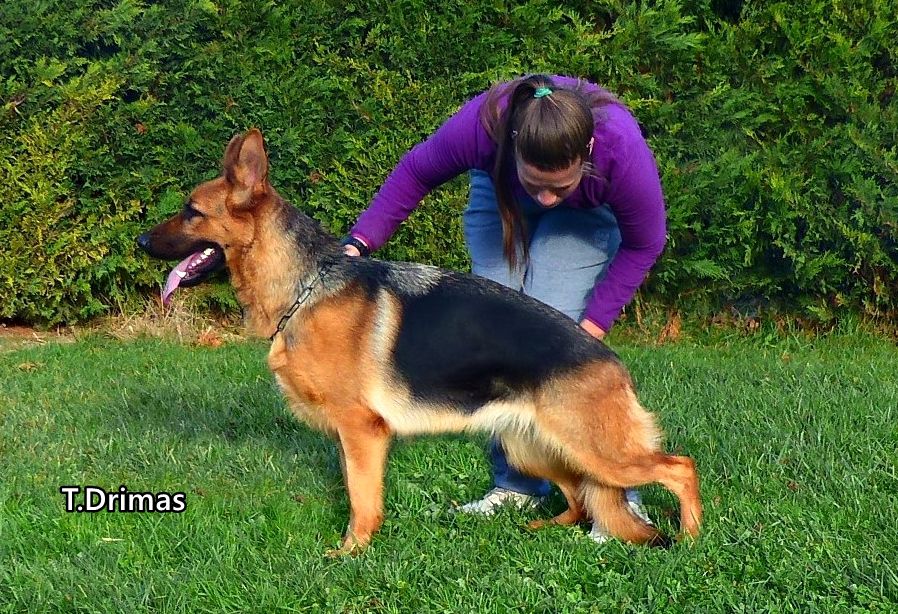 MAYA VON TURIA DRIMAS | German Shepherd Dog 