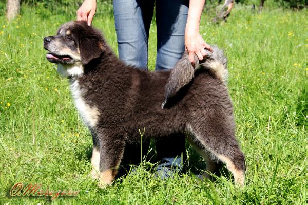 Rus Antares Akmenu Gele | Tibetan Mastiff 