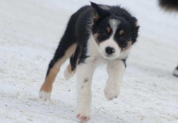 Emenems vinna | Border Collie 