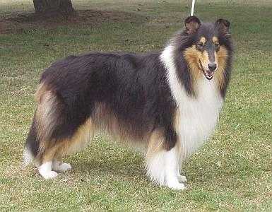 Lochlaren's Lydia Bennet | Rough Collie 