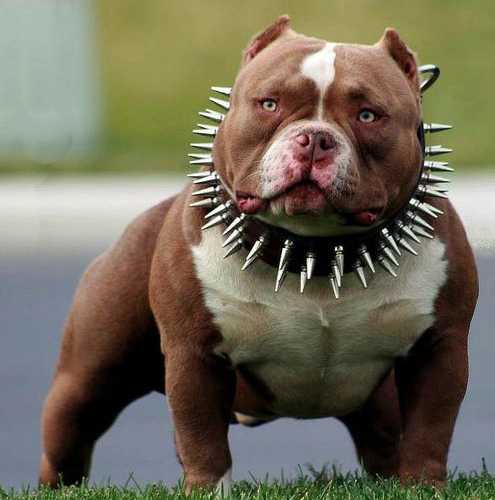 Chavez Bullycamp's Cashpot | American Pit Bull Terrier 
