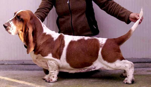 Franbar's Xamara | Basset Hound 