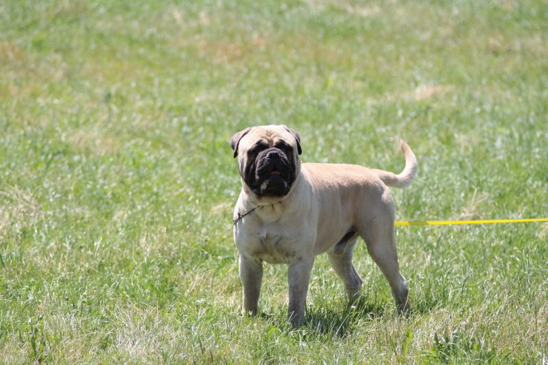 van de bullenwereld qt - billy | Bullmastiff 