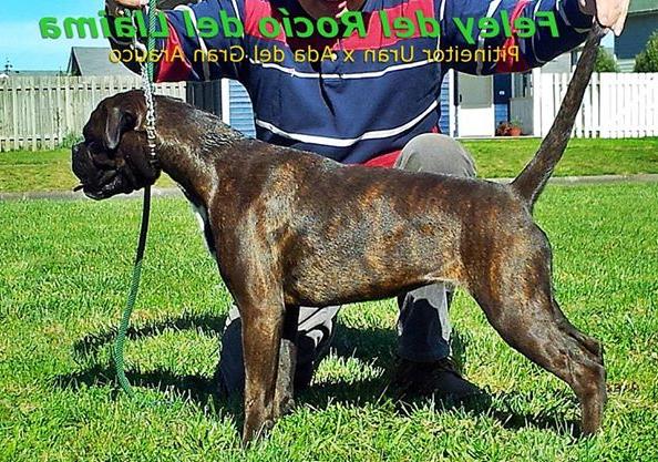 Feley del Rocio Del Llaima | Boxer 