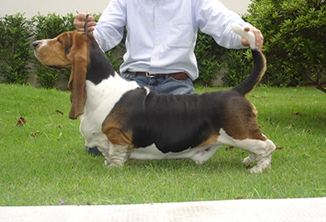 Big Long Blues Beijamin | Basset Hound 