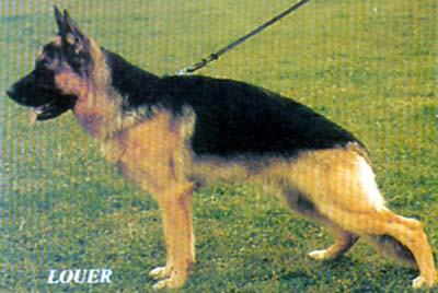 Dastin von Arminius | German Shepherd Dog 