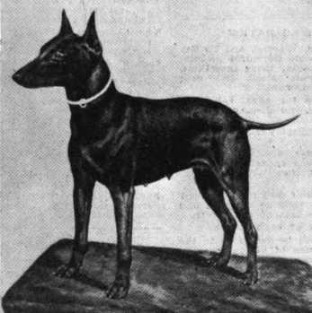 Matchless Blue Ribbon | Manchester Terrier 