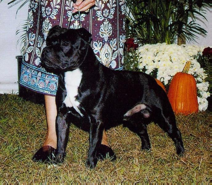 Miekes Cassius Clay | Staffordshire Bull Terrier 