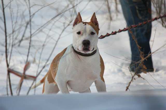 Dred Dzhoy Lilu Beauty Blue | American Staffordshire Terrier 