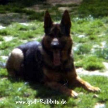 Olf vom Heidetal | German Shepherd Dog 