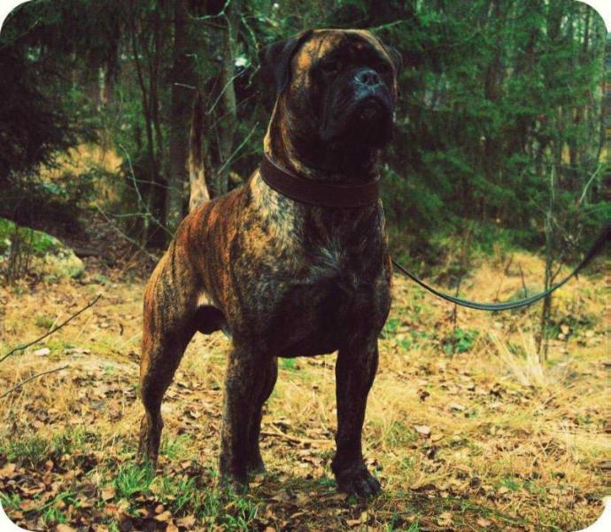 Bullforest Four Rush Hour | Bullmastiff 