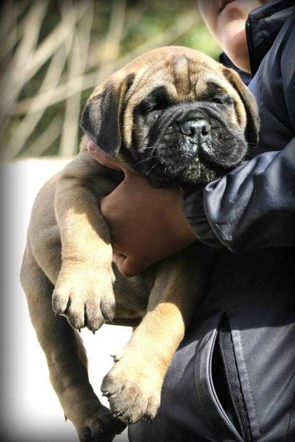 PoloStone and Copperbulls  TUNDRA | Bullmastiff 