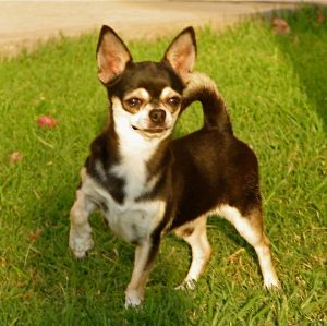 Camp Mex Dachida's Astrotech | Chihuahua 