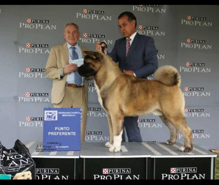 Golden Jet (Rodriguez) | Akita 