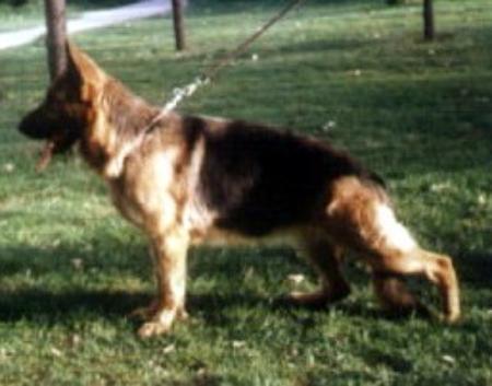 Betsy Dell'Alpe Adria | German Shepherd Dog 