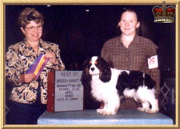 Sandel's Pride Of Monarch | Cavalier King Charles Spaniel 