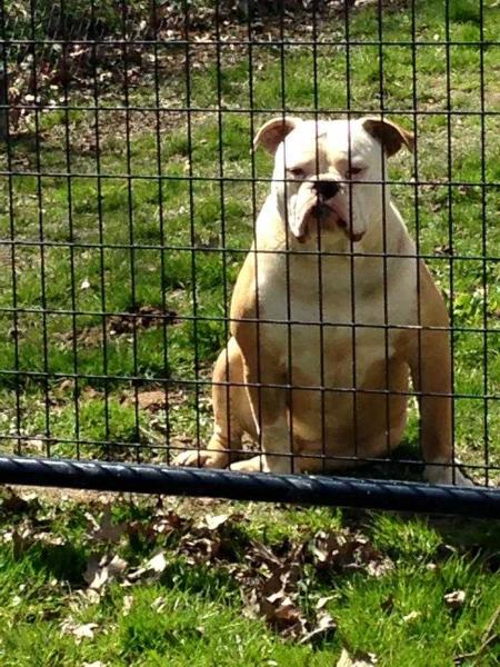 Pack's/Buffalocreek T-Bone | Olde English Bulldogge 