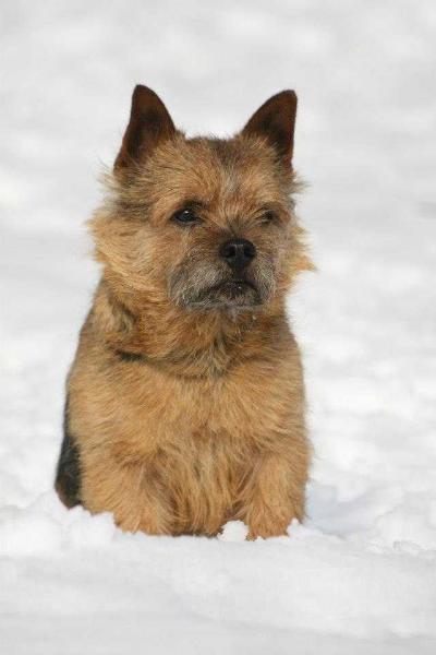 WILD DEVILS FLEETWOOD MAC | Norwich Terrier 