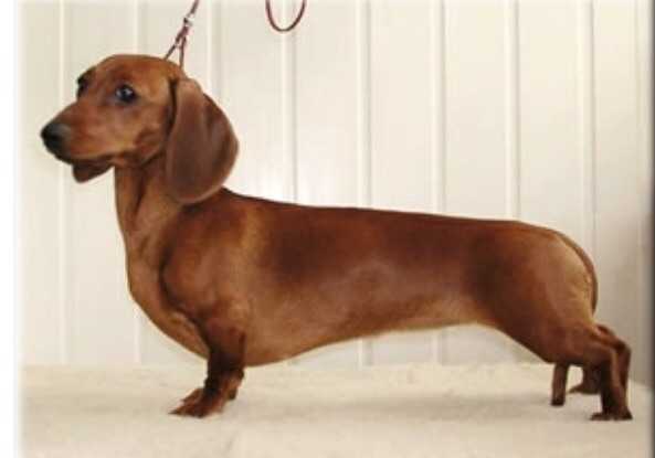 Chastichka Solntsa AyA iz Mishkinogo Doma | Dachshund 