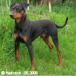 Duffyco's ODIN | German Pinscher 