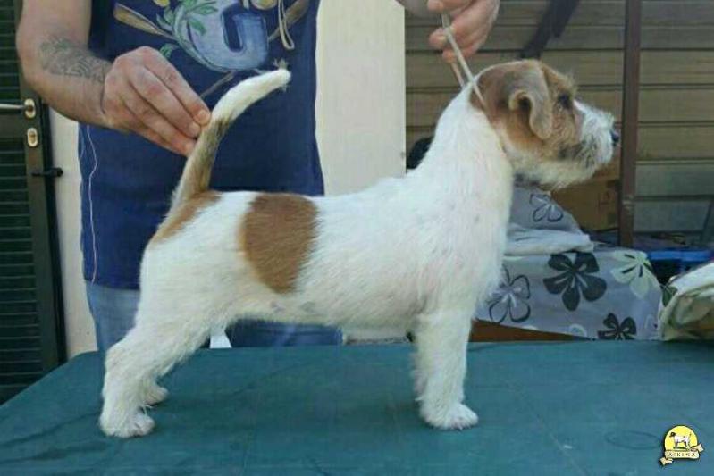 Whitetan Yasmin | Jack Russell Terrier 