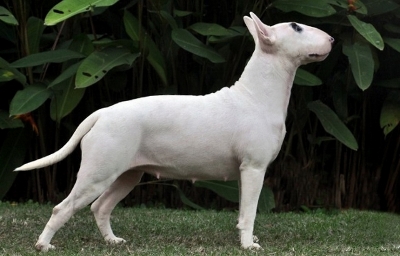 Uvina De Chaudron Orme | Bull Terrier 