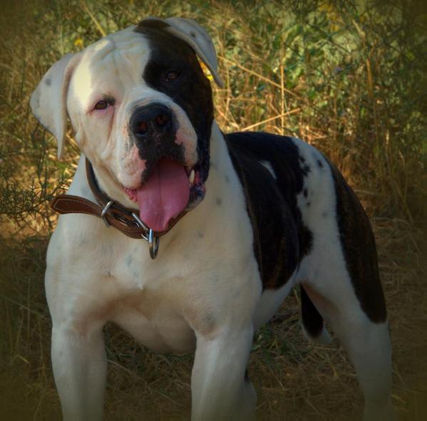 Bymurti's Daisy of M.K | American Bulldog 