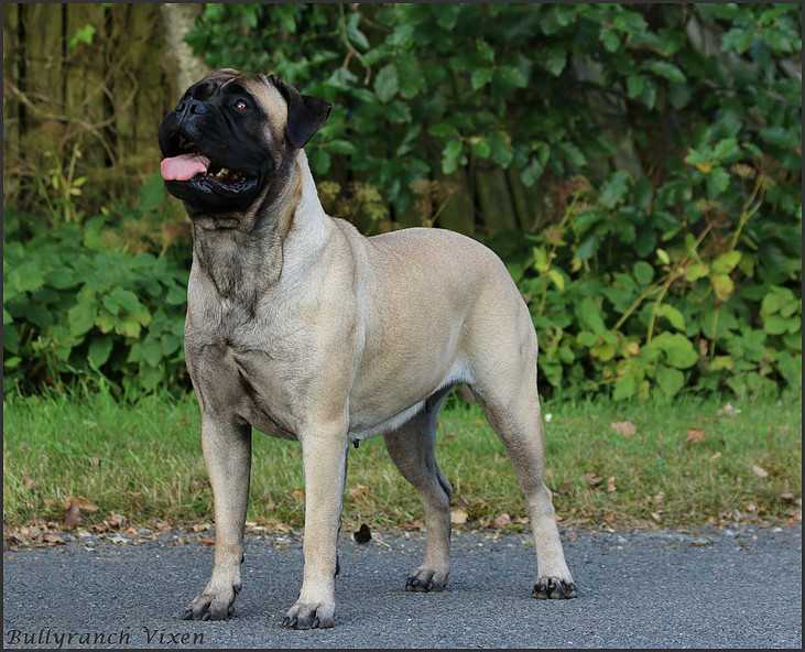 Bullyranch Vixen | Bullmastiff 