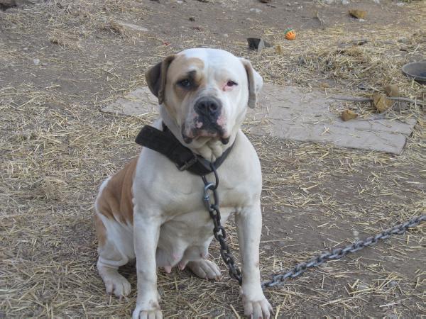 Philly's Mystique | American Bulldog 