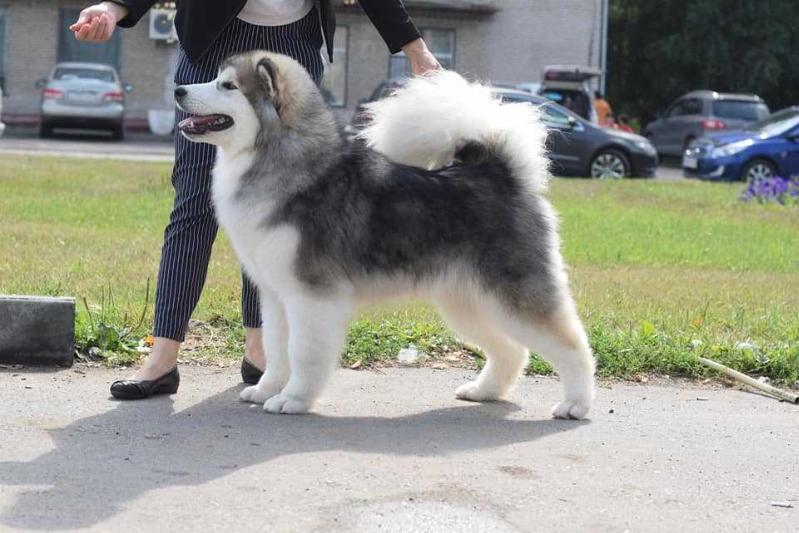 OHITEKA CERUK VALKIRIYA | Alaskan Malamute 