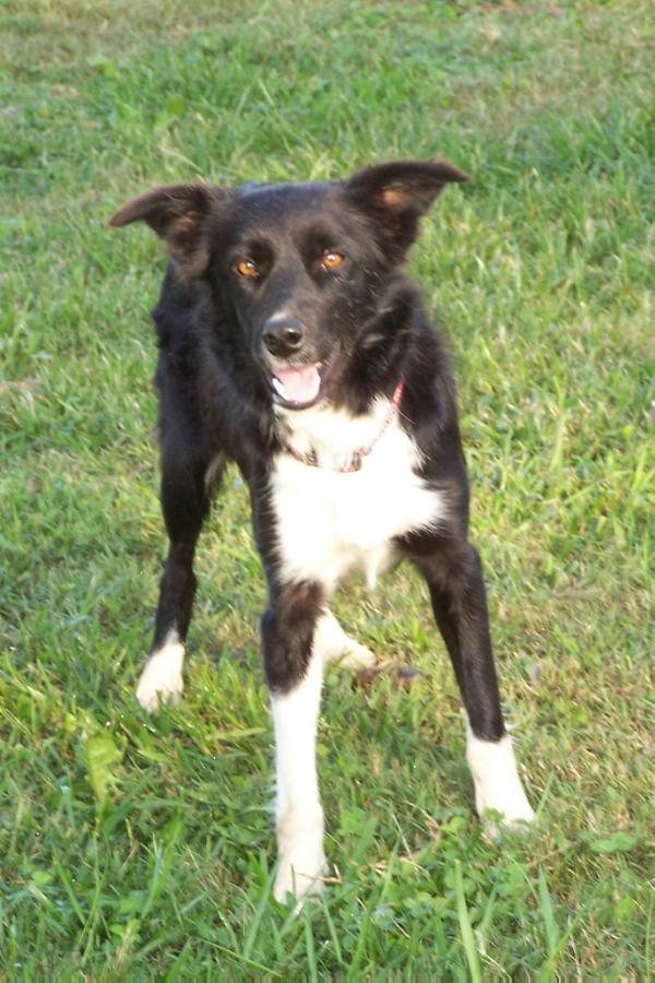 5H Kelsey | Border Collie 