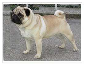 Black-Schnau Virgil | Pug 