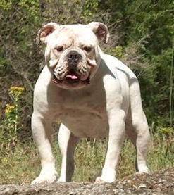 Blue River's Bean | Olde English Bulldogge 