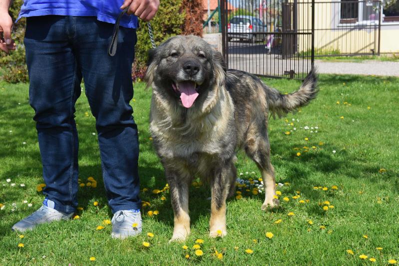 Elza od Stankovica | Yugoslavian Shepherd Dog-Sarplaninac 