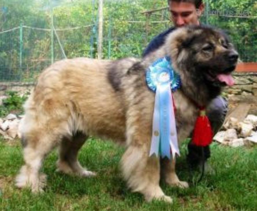 Russkiy medved glafira | Caucasian Mountain Dog 