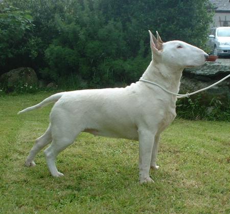 Bouncing Snowflake at Bullywood | Bull Terrier 