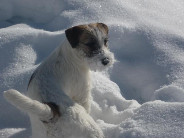 Eva di Villa Bosi | Jack Russell Terrier 