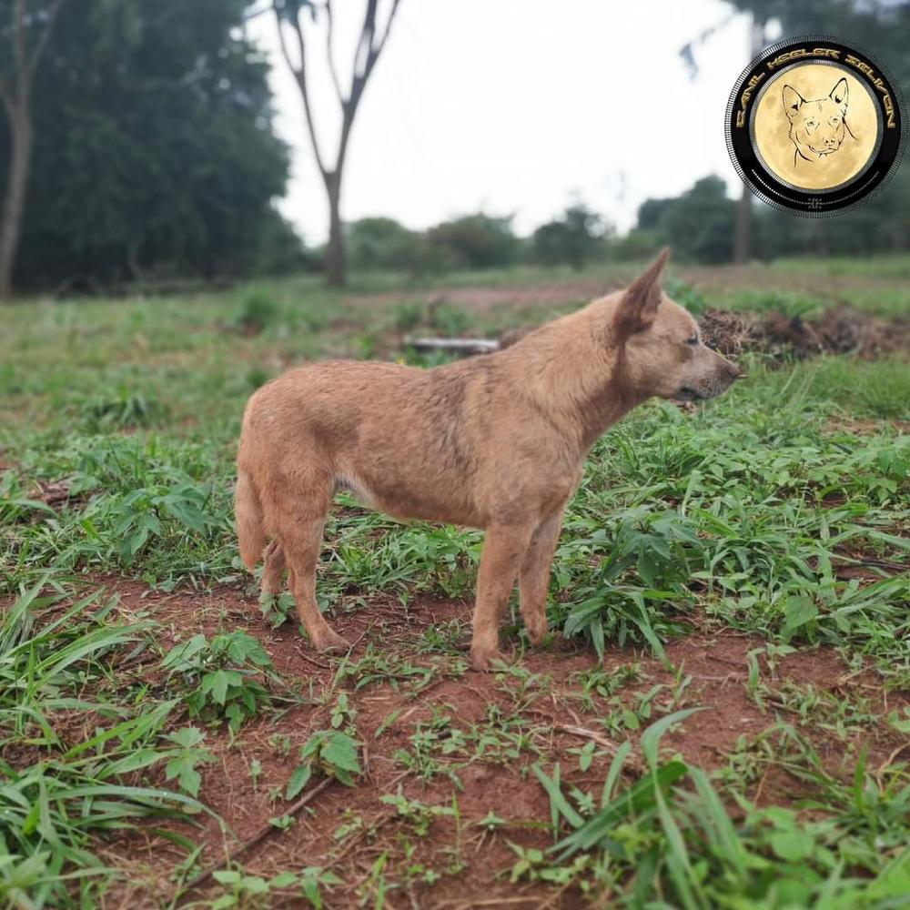 Yana of Heeler's Selivon | Australian Cattle Dog 