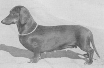 Evi von Landeck | Dachshund 