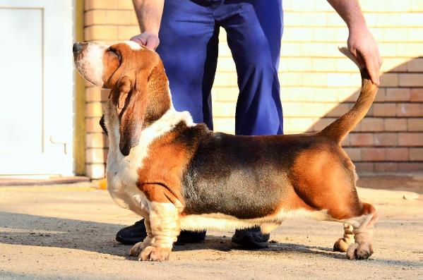 Quantas-Napoca omen | Basset Hound 