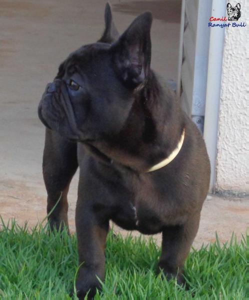 ABDULL RANYAT BULL | French Bulldog 