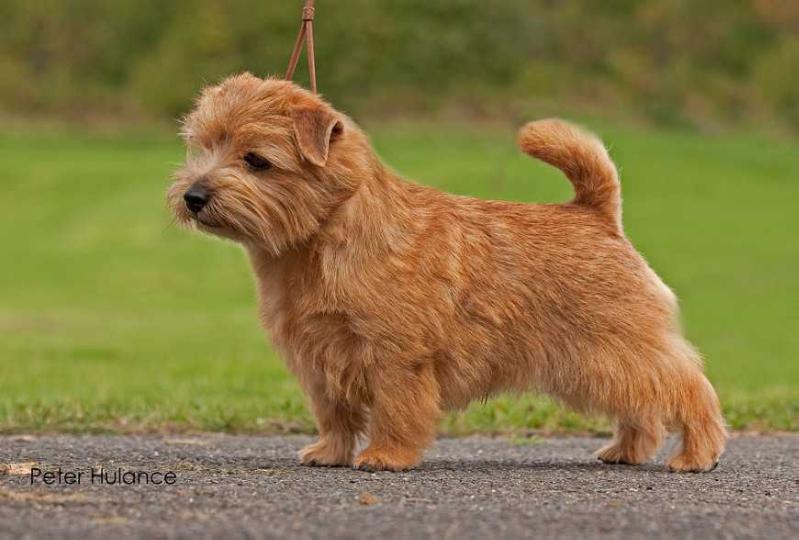 Kinsridge Top Gun | Norfolk Terrier 