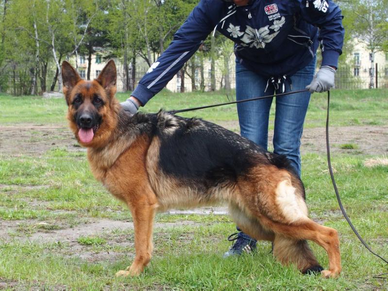Daikiri s Hehcira | German Shepherd Dog 