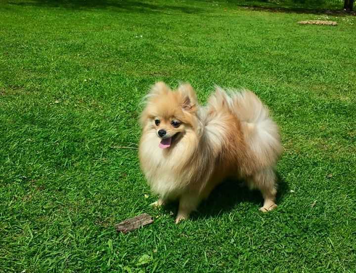 Alateja Pukuotas Pasalunas | German Spitz 