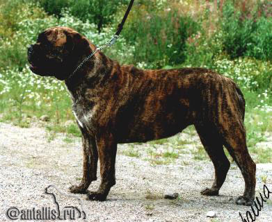 ROYAL-SEED`S SOLID GOLD | Bullmastiff 