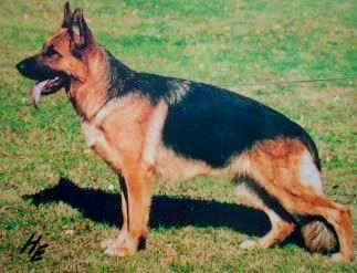 Vanta von der Wienerau | German Shepherd Dog 