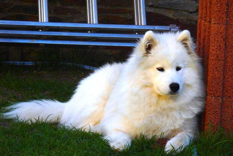 Cleopatra from Kel'bin treasure-house | Samoyed 