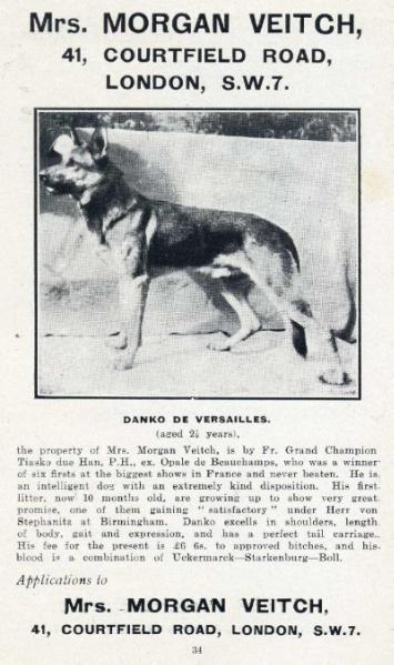 Danko de Versailles | German Shepherd Dog 