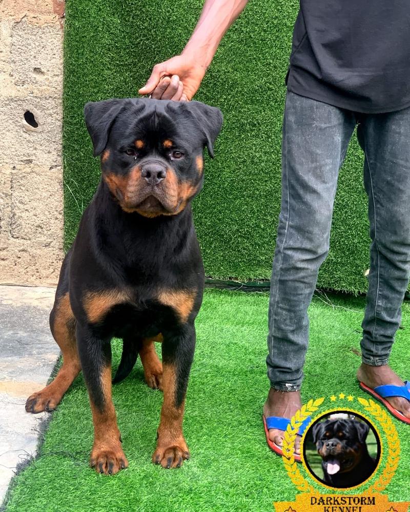 Rizor ri mobby dick | Rottweiler 