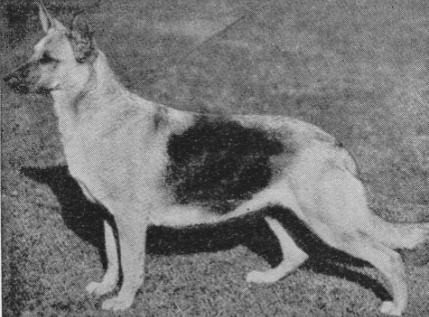 Helma of Cosalta | German Shepherd Dog 